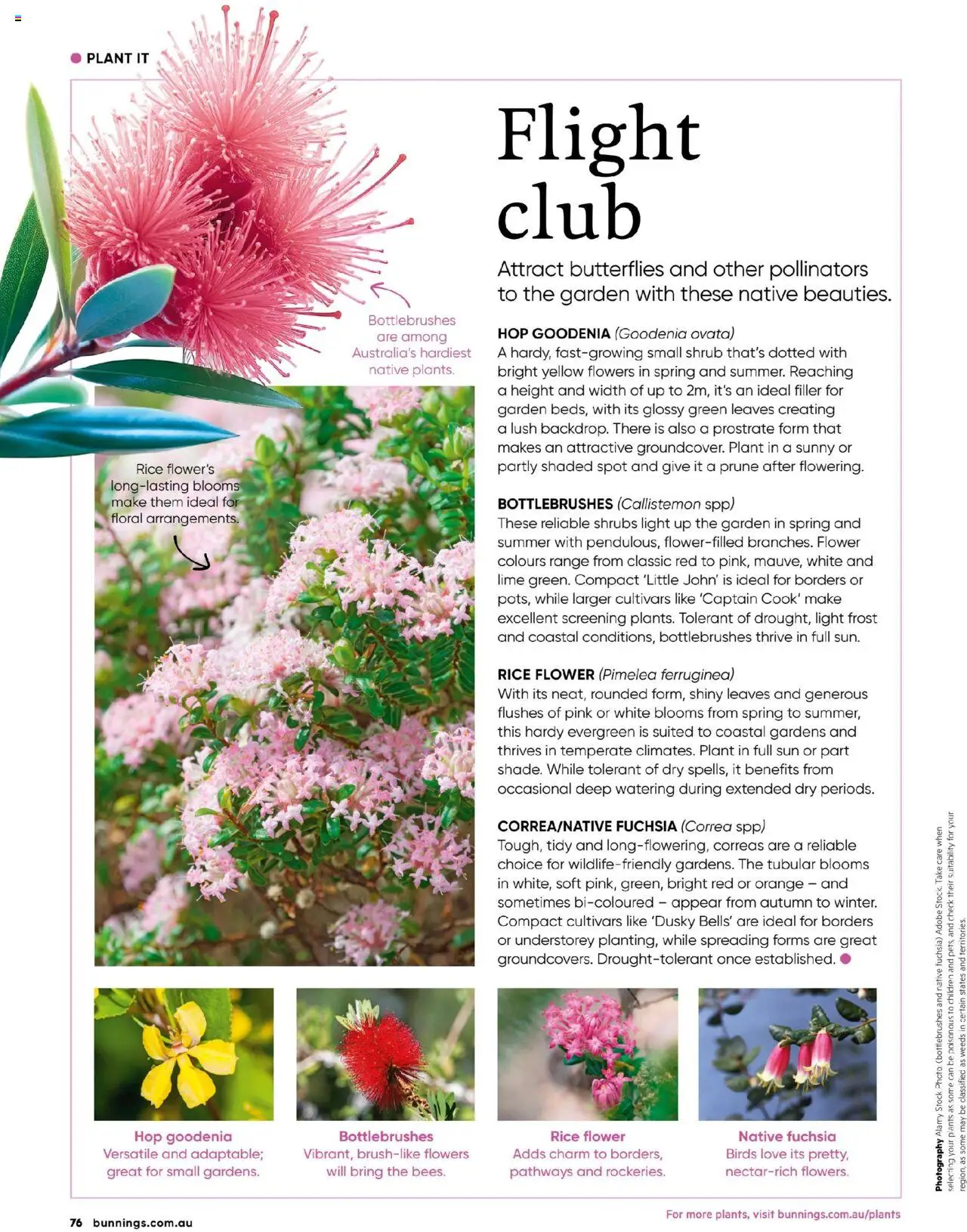 Bunnings Warehouse catalogue - valid from 01.10.2025 | Page: 76 | Products: Floral, Native, Rice, Lime
