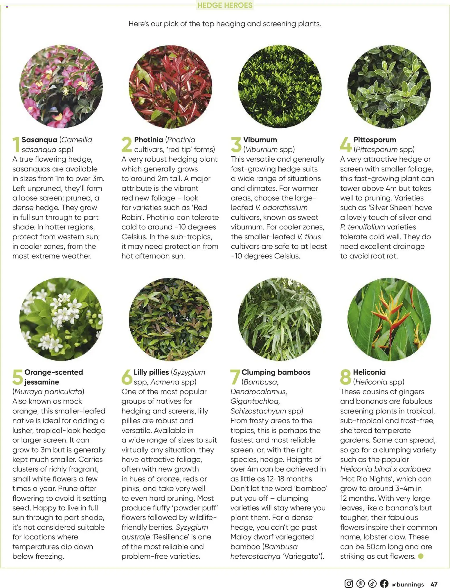 Bunnings Warehouse catalogue - valid from 01.03.2026 | Page: 47 | Products: Native, Plant, Lobster, Bananas