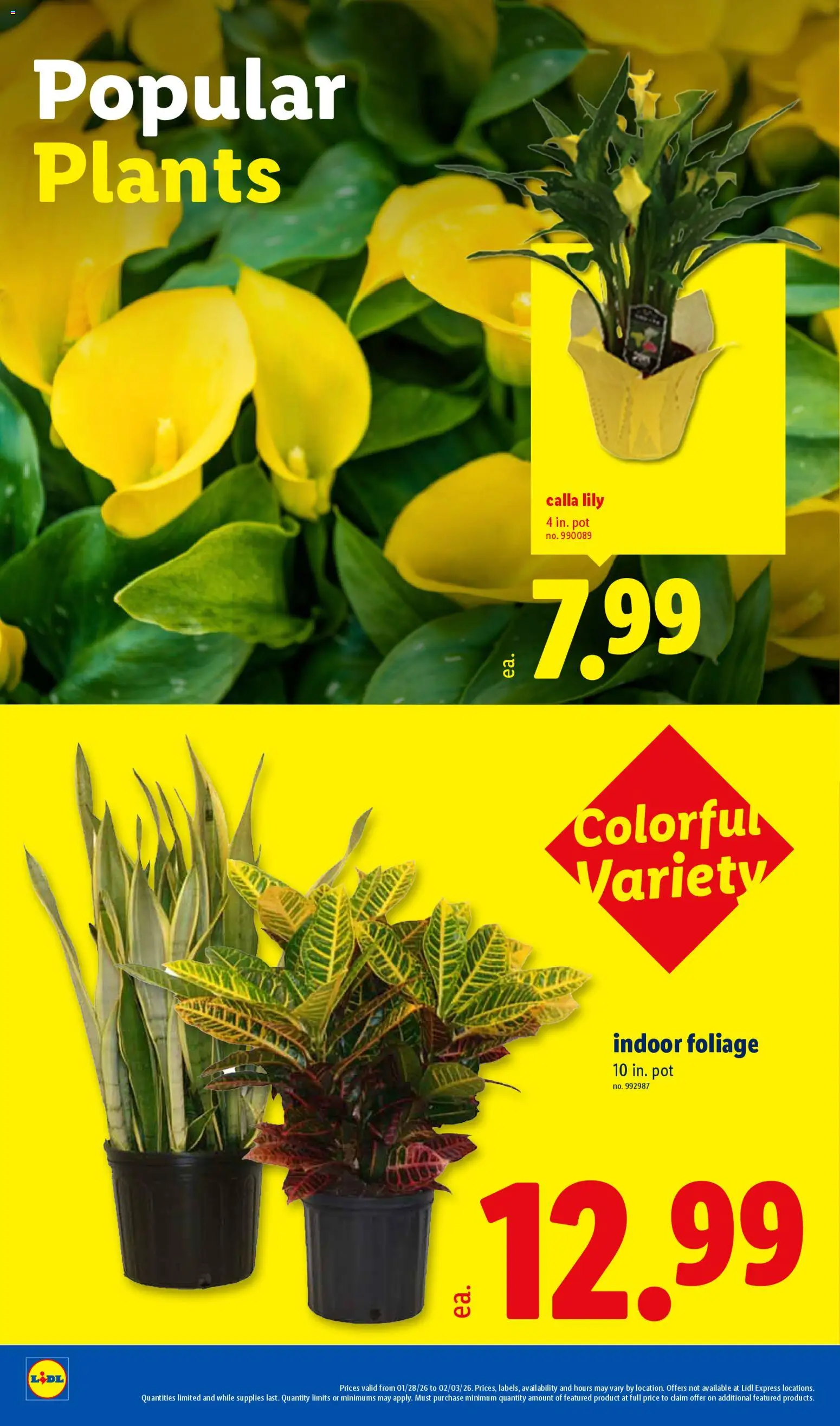 Lidl Weekly Ad - valid from 28.01.2026 | Page: 24