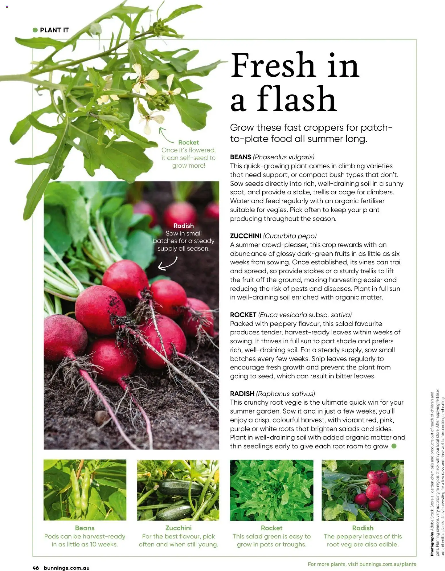 Bunnings Warehouse catalogue - valid from 01.01.2026 | Page: 46 | Products: Plant, Radish, Rocket, Water