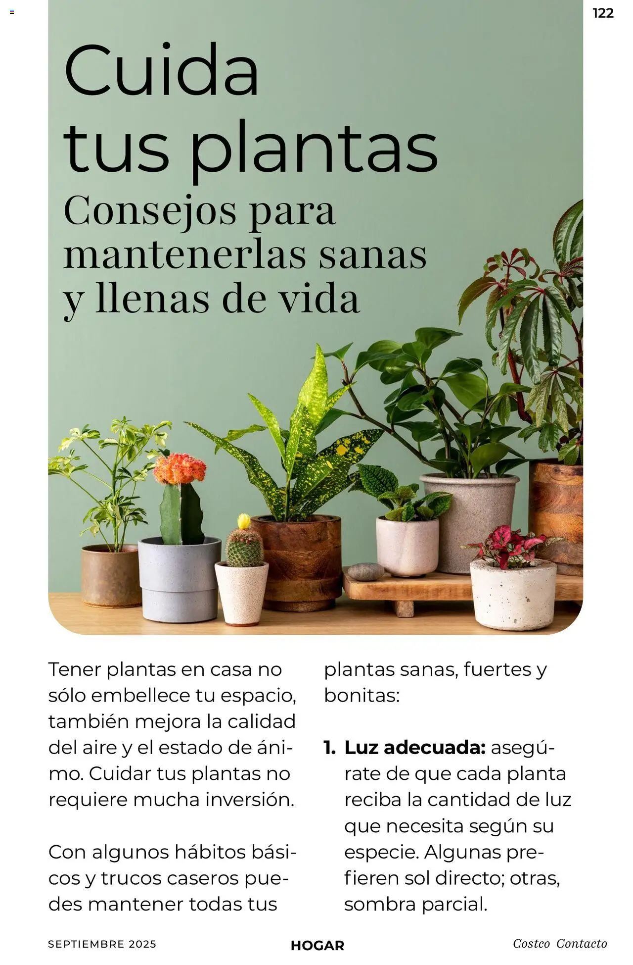 Nuevas ofertas de Costco válidas en toda la República Mexicana desde el 10.09.2025. ¡Encuentra las mejores ofertas en Costco - Catálogo Septiembre! | Página: 122 | Productos: Planta, Sombra