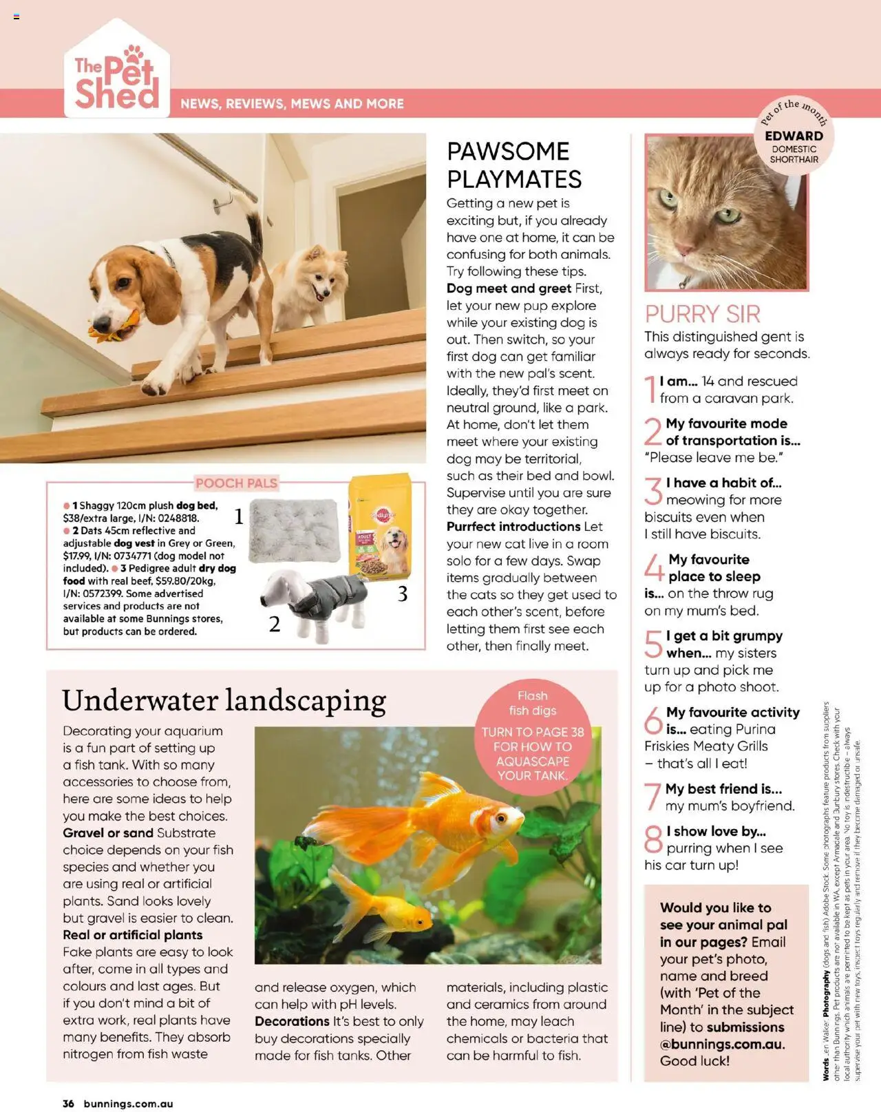 Bunnings Warehouse catalogue - valid from 01.07.2025 | Page: 36 | Products: Fish, Biscuits, Artificial plants, Accessories