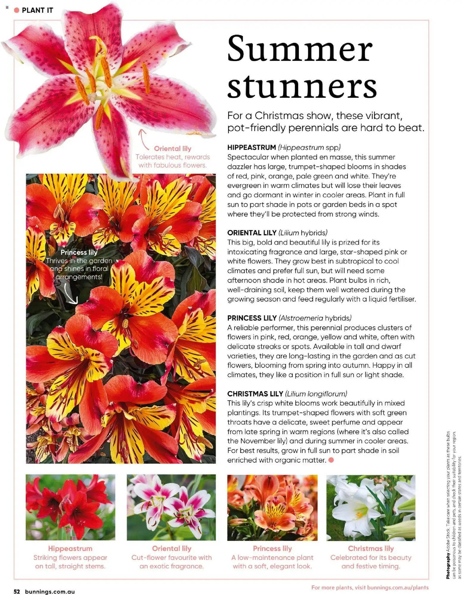Bunnings Warehouse catalogue - valid from 01.12.2025 | Page: 52 | Products: Floral, Perfume, Plant, Soil