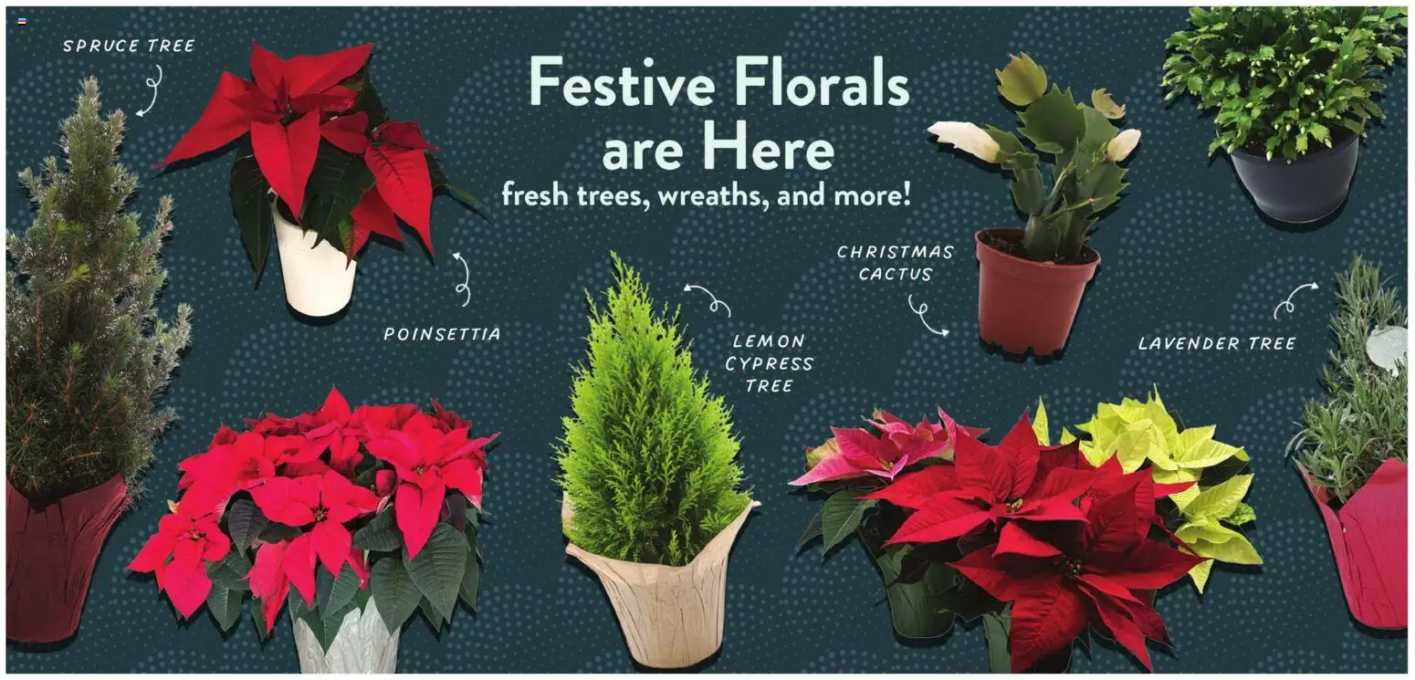 Fresh Thyme Weekly Ad - WI - valid from 17.12.2025 | Page: 2 | Products: Lemon