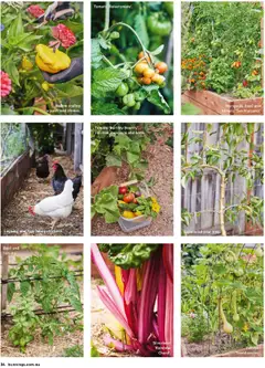 Preview of Catalogue Bunnings Warehouse October - valid from 01.10.2025 | Page: 24 | Products: Capsicum, Squash, Zucchini, Pear