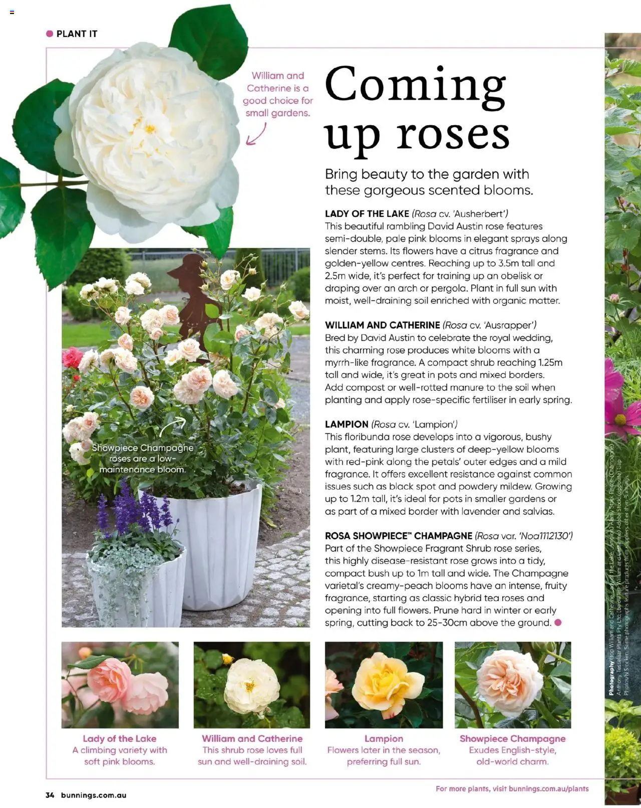Bunnings Warehouse catalogue - valid from 01.07.2025 | Page: 34 | Products: Fragrance, Plant, Compost, Cap