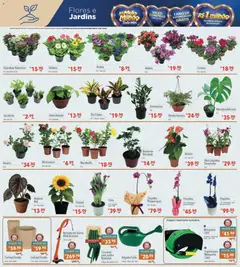 Supermercados Condor - Ofertas da semana - Pré-Visualização do folheto da loja Supermercados Condor, válido de 23.02.2026 | Página: 25 | Produtos: Mangueira, Aparador, Flores, Aparador de grama