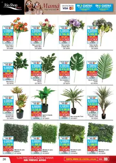 Vista previa Río Shop Deco catálogo válido desde el 01.10.2025 | Página: 26 | Productos: Alfombra, Maceta, Planta