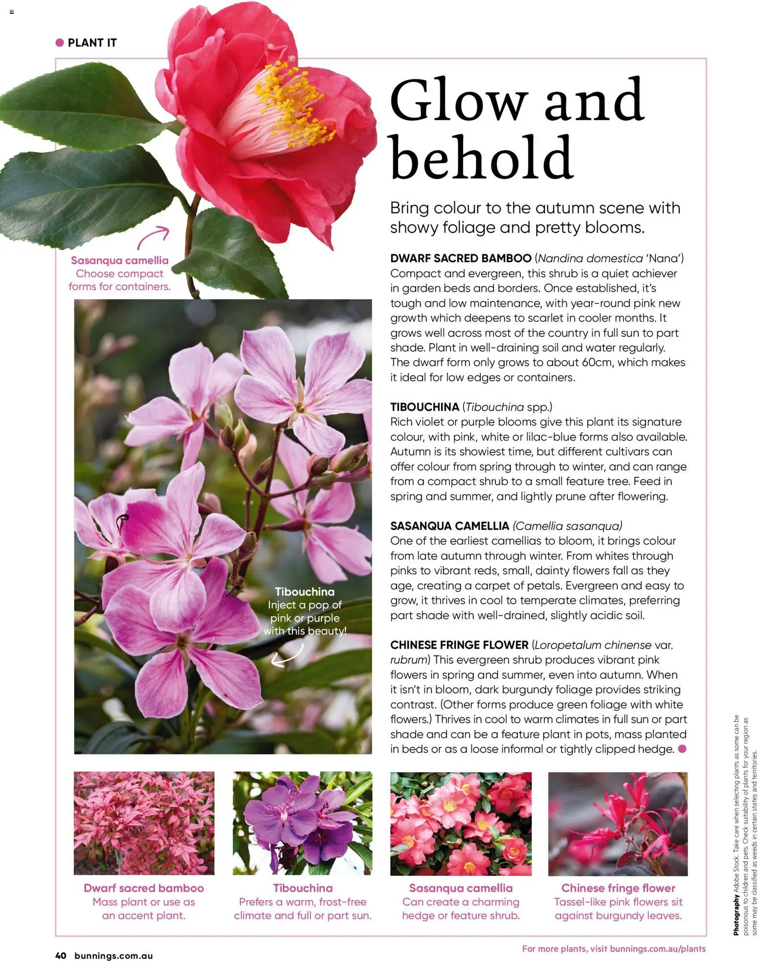 Bunnings Warehouse catalogue - valid from 01.04.2026 | Page: 40 | Products: Carpet, Plant, Water, Soil