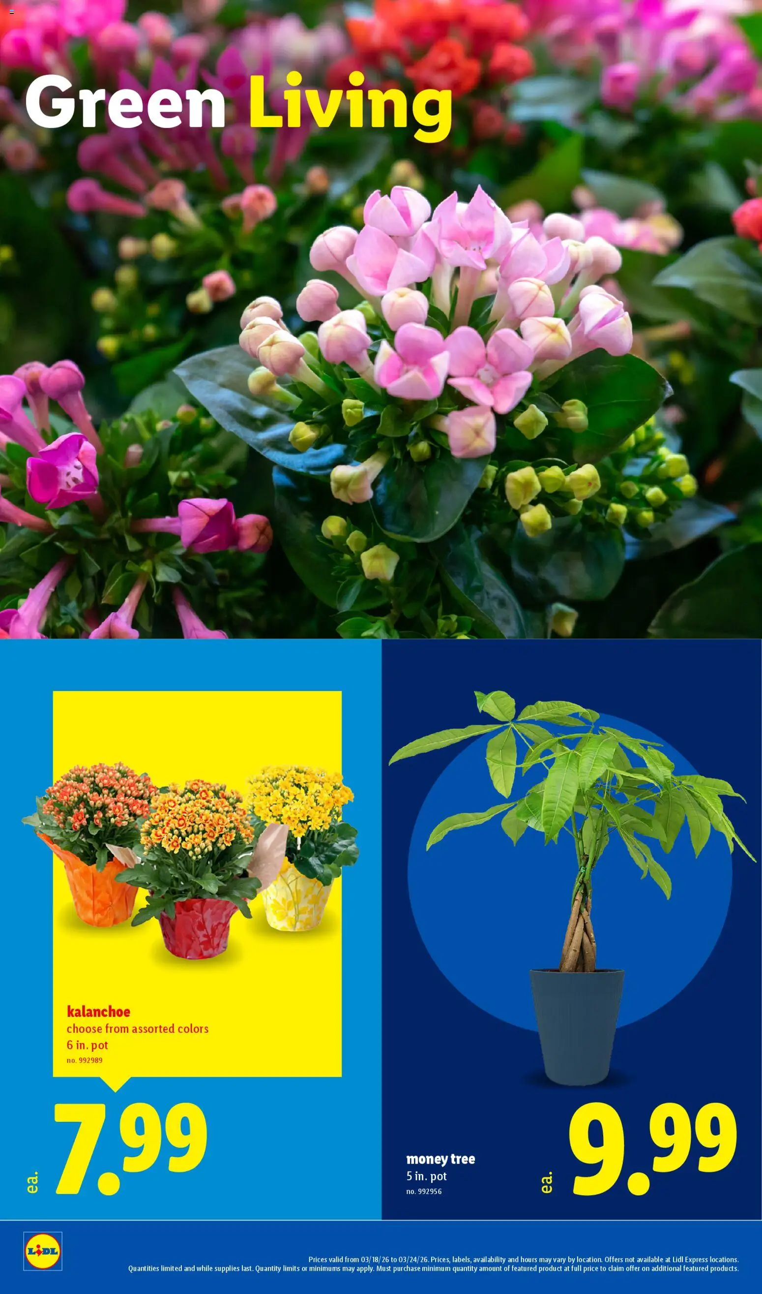 Lidl Weekly Ad - valid from 18.03.2026 | Page: 22