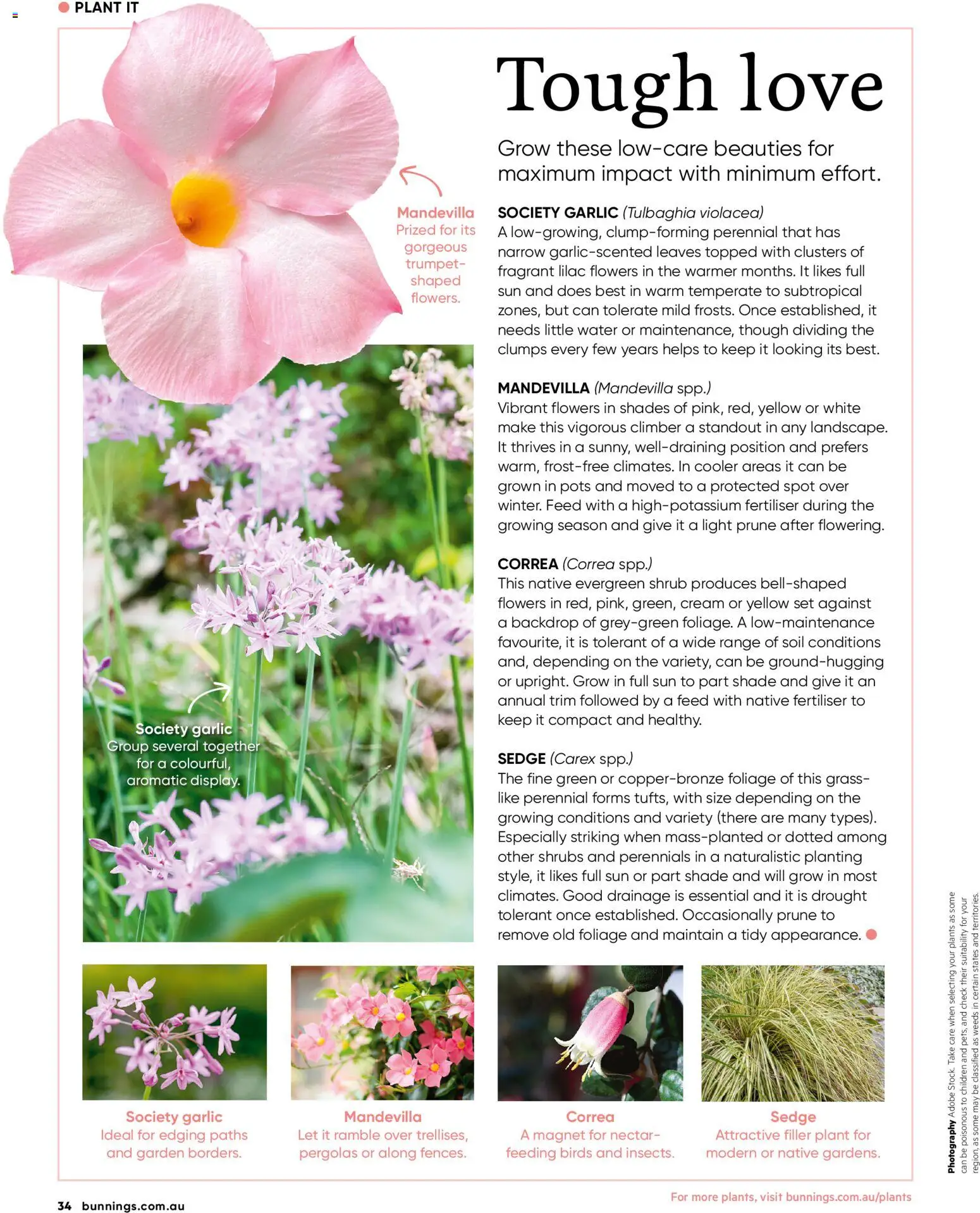 Bunnings Warehouse catalogue - valid from 01.02.2026 | Page: 34 | Products: Native, Plant, Cream, Garlic