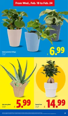 Preview of Lidl weekly ads valid from 18.02.2026 | Page: 21 | Products: Aloe Vera, Bag