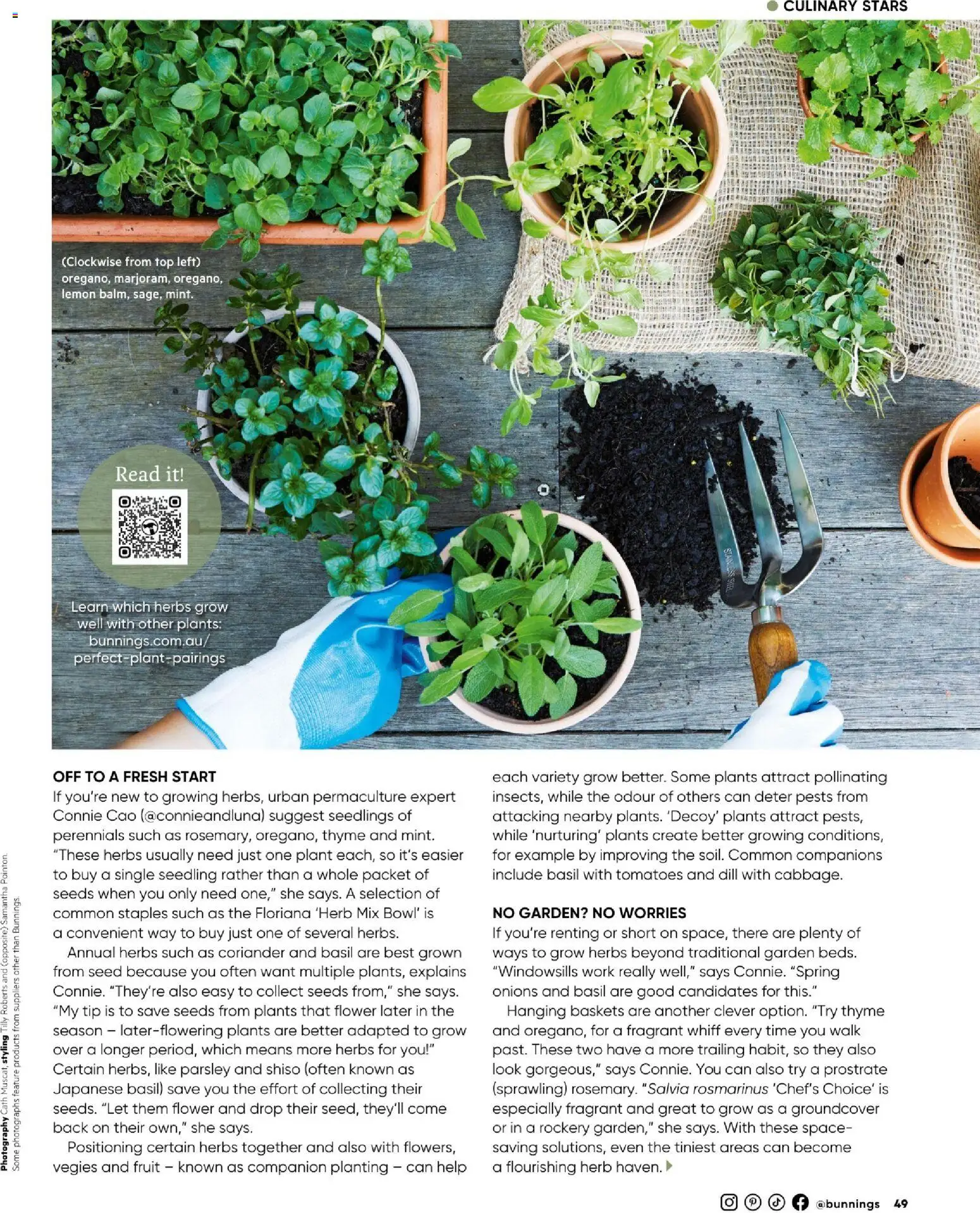 Bunnings Warehouse catalogue - valid from 01.12.2025 | Page: 49 | Products: Herb, Lemon, Parsley, Dill