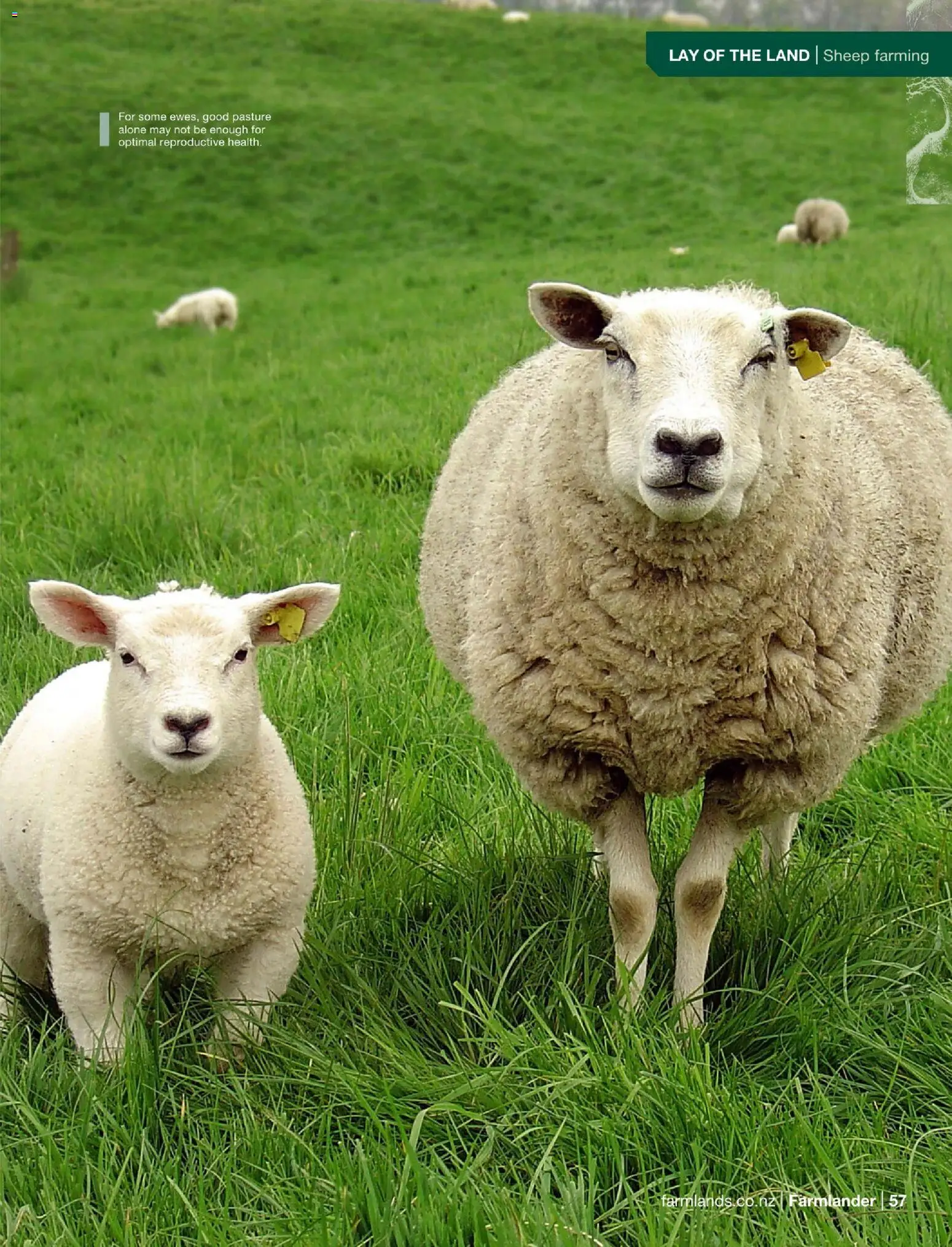 Farmlands catalogue from 01.12.2025 | Page: 59