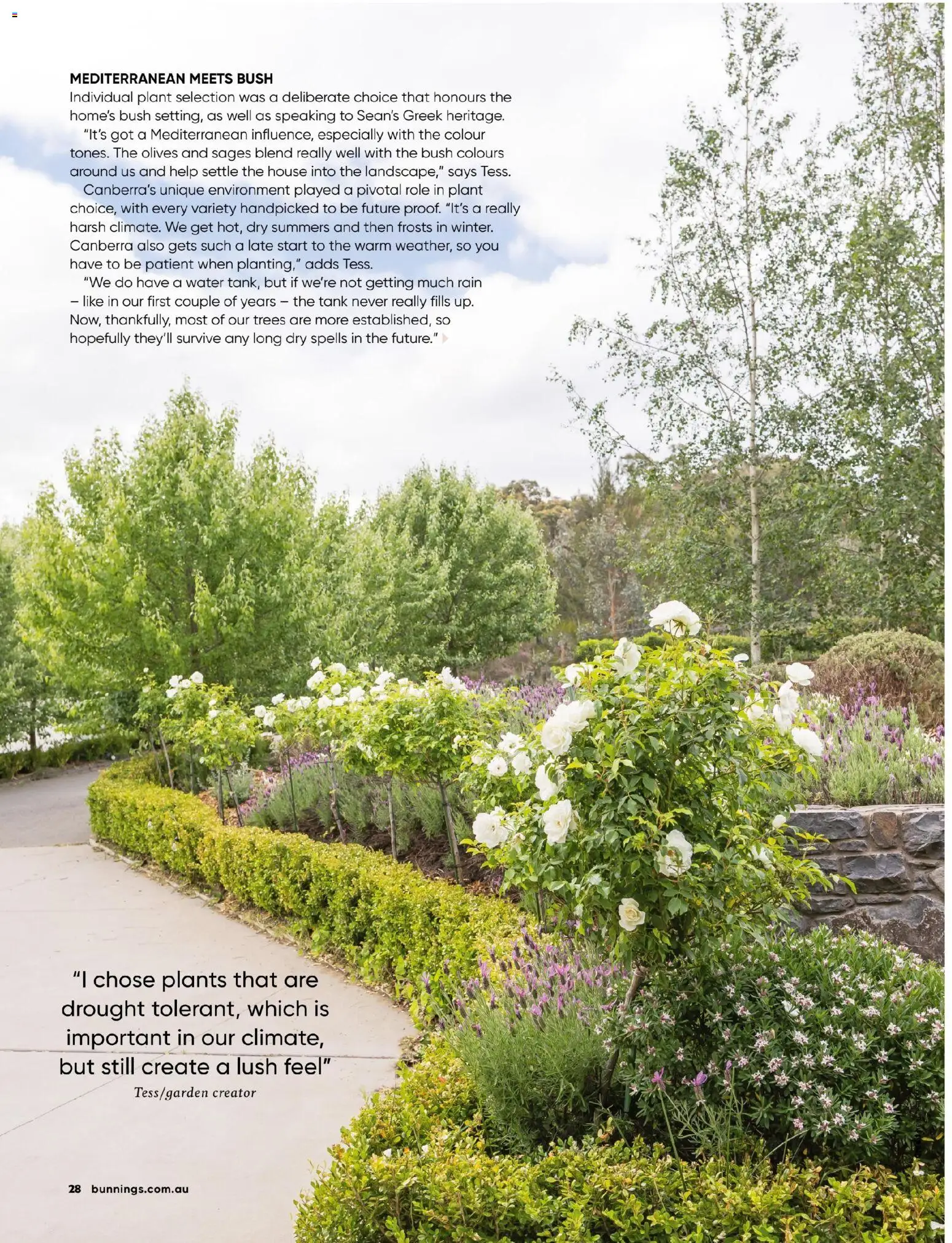 Bunnings Warehouse catalogue - valid from 01.11.2025 | Page: 28 | Products: Plant, Olives, Water