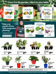 Bunnings Warehouse catalogue - valid from 10.09.2025 | Page: 2 | Products: Table, Plant, Lettuce, Zucchini
