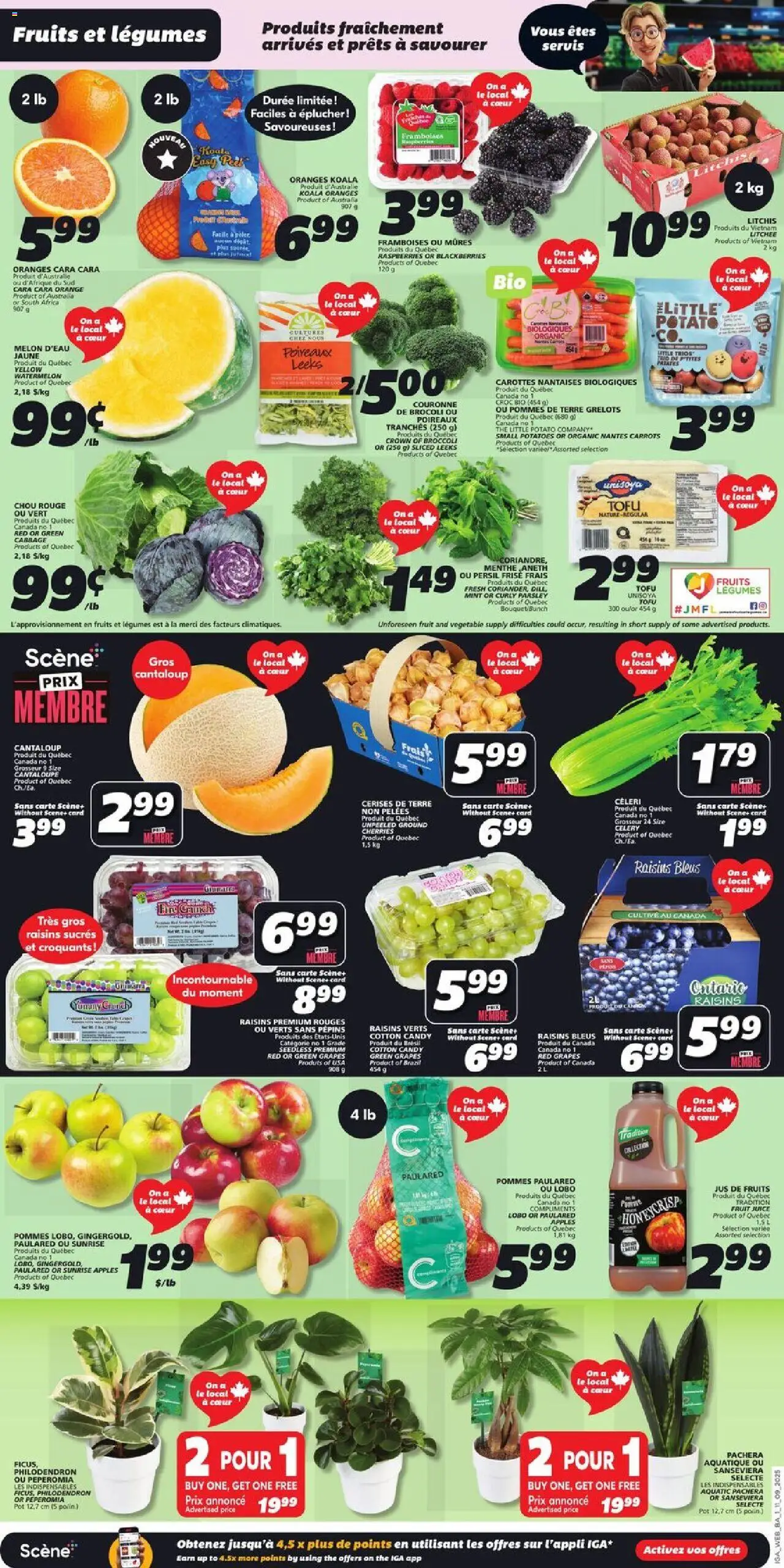 IGA flyer valid from 11.09.2025 | Page: 3 | Products: Potatoes, Juice, Apples, Oranges